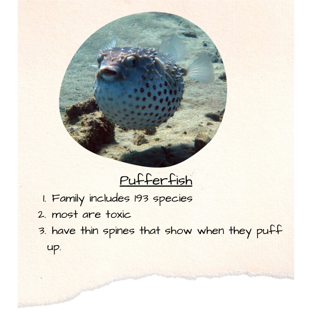 Pufferfish 1. Family includes 193 species 2. Most are toxic 3. Have thin spines they show off when they puff